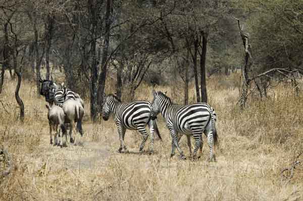 41 - Tanzania - Cebras y Nus - parque nacional de Tarangire